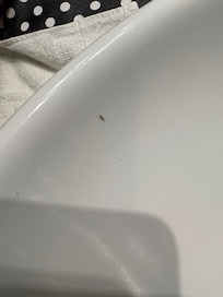 Ants
