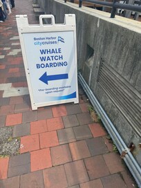 Boston Harbor Whale Watching, amazing!
