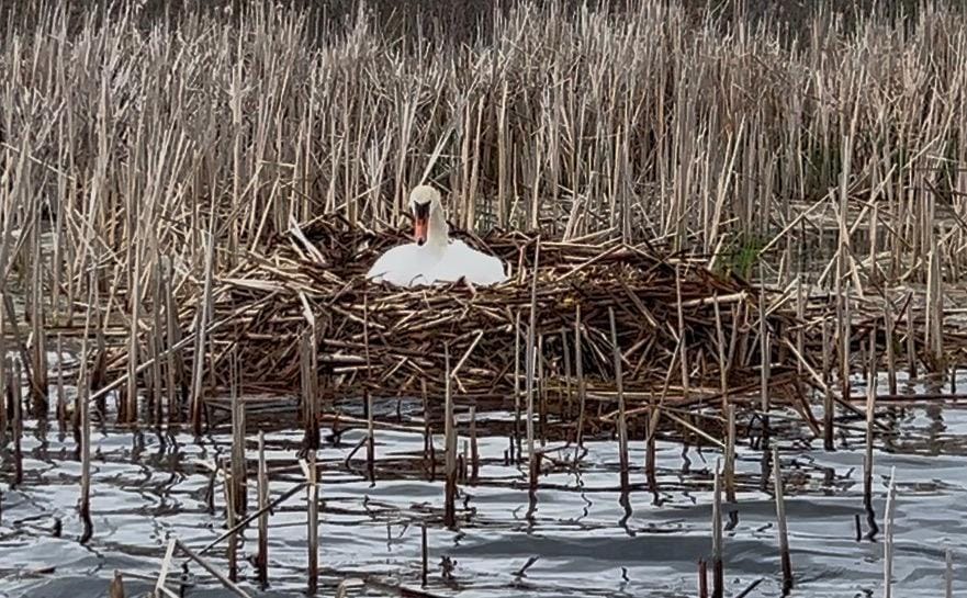 A swan sitting a her nest in the channel between Dallas Lake and Hackenburg Lake.