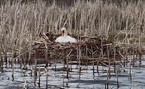 A swan sitting a her nest in the channel between Dallas Lake and Hackenburg Lake.