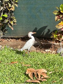 Cattle Egret