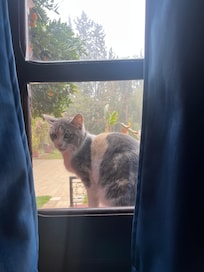 Expect cats in Marrakesh including hotels. Follow you about.