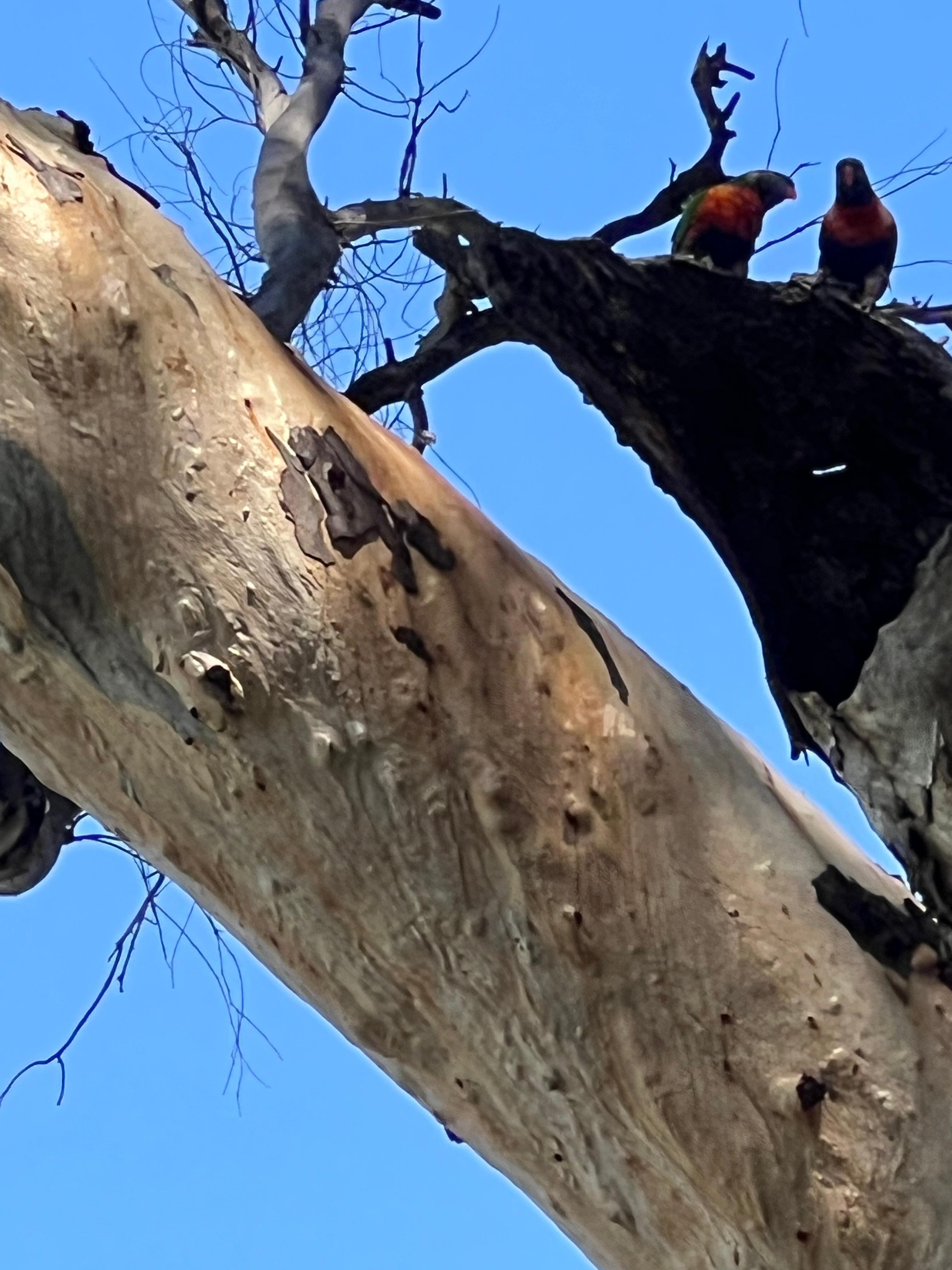 Rainbow lorikeets living in a tree on the riverbank.