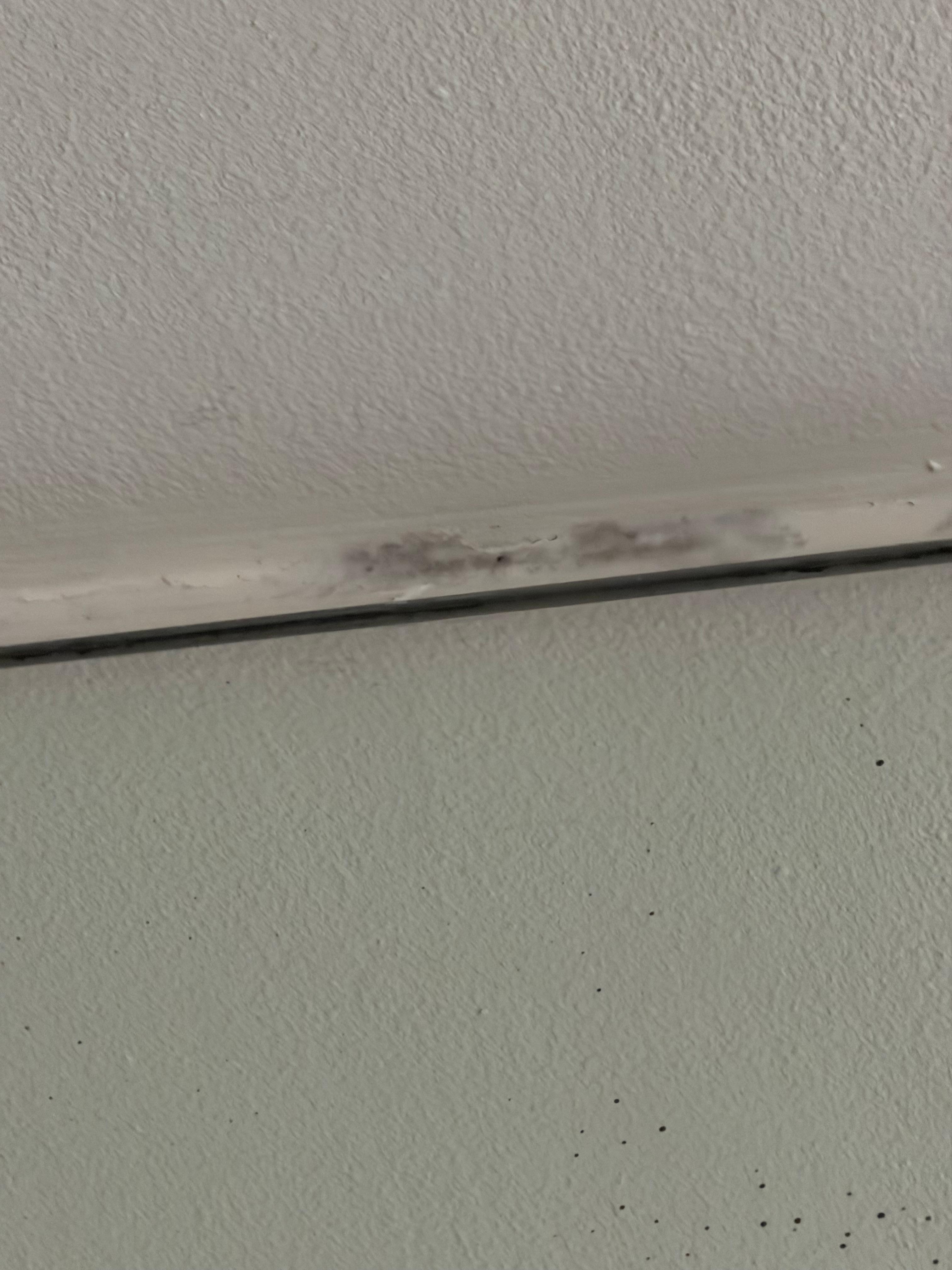 Another area of mold 