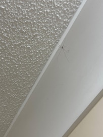 Spiders and spiderwebs