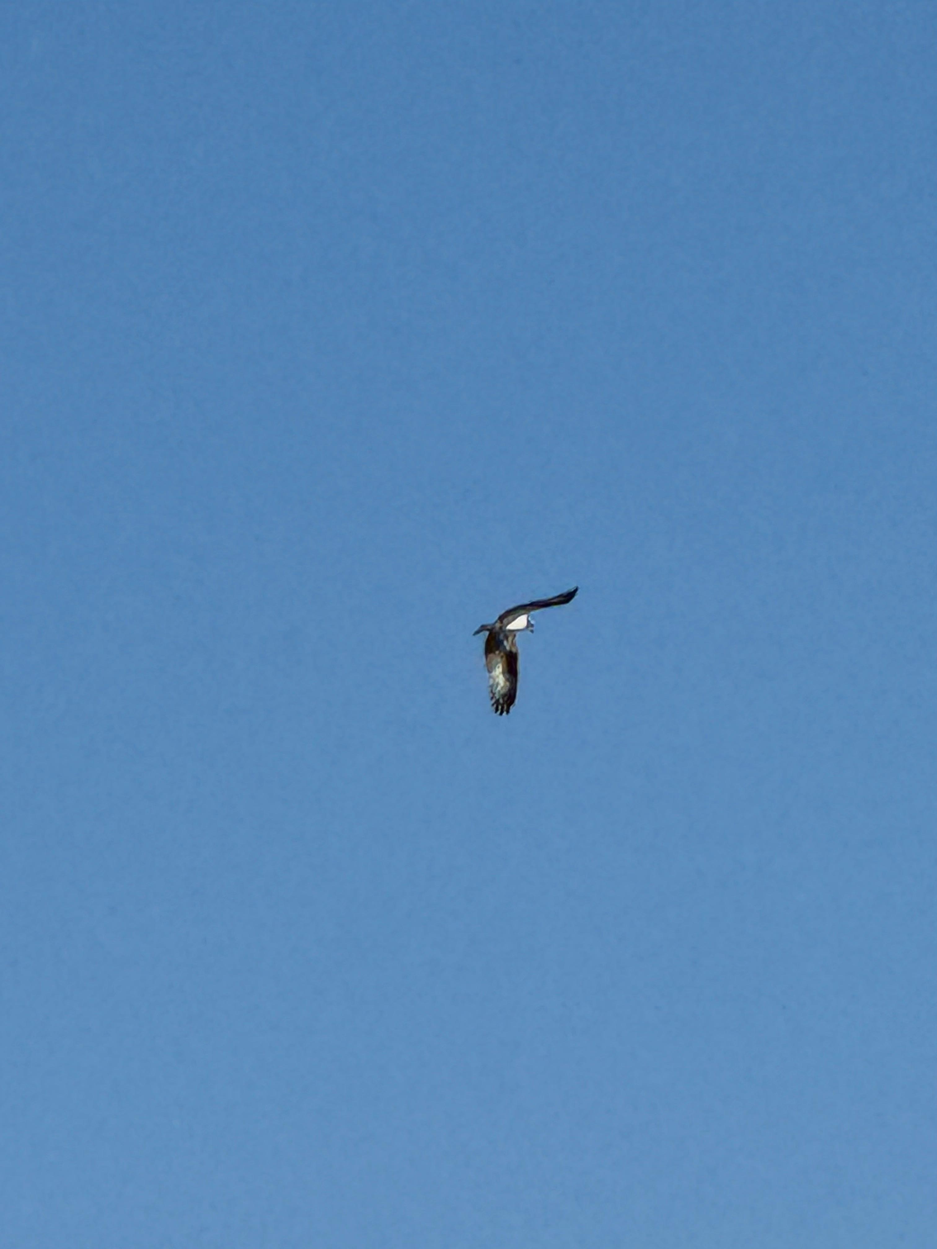 Osprey flying overhead over the lake