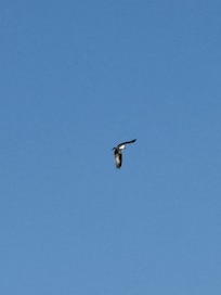 Osprey flying overhead over the lake