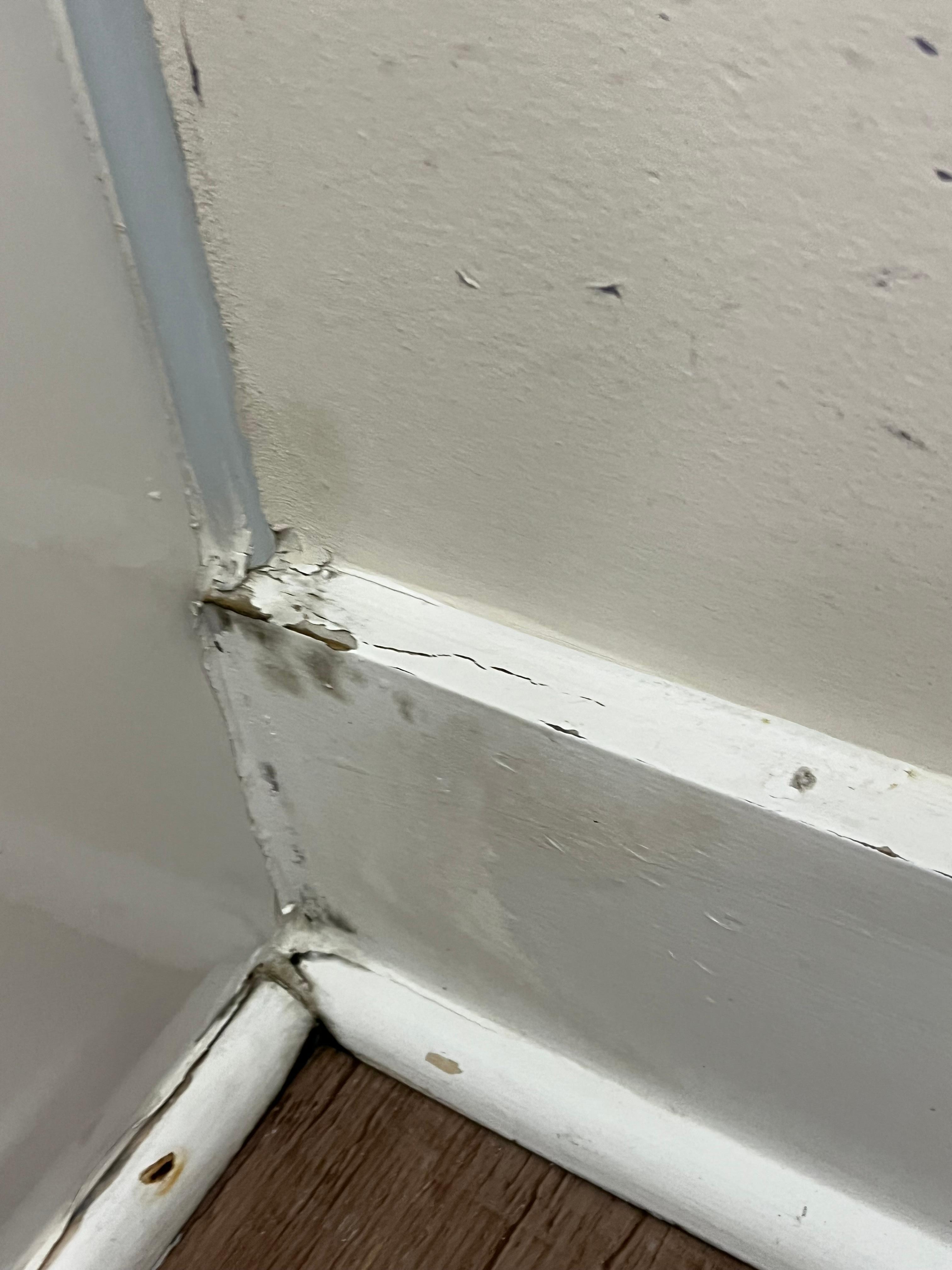 Black mold
