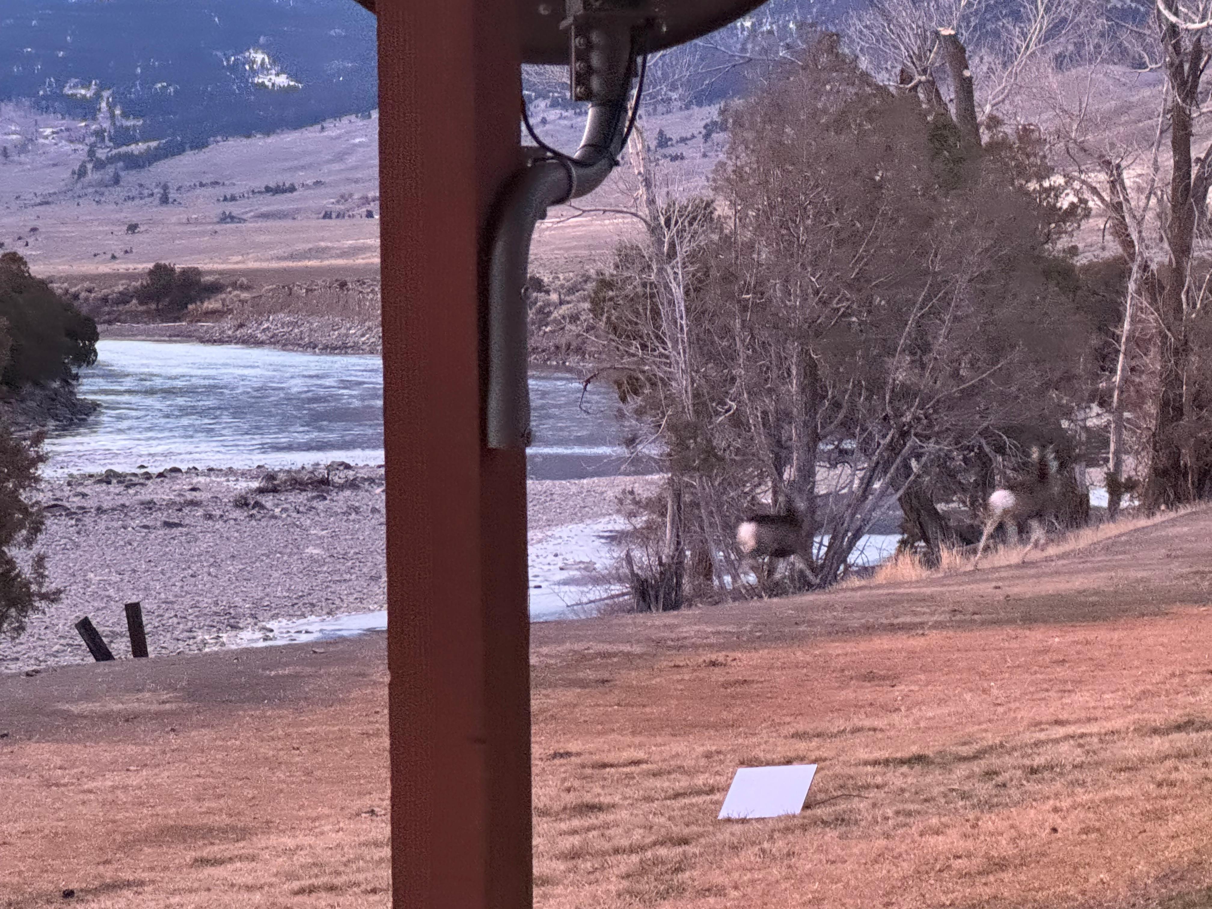 Woke up the deer each morning. 