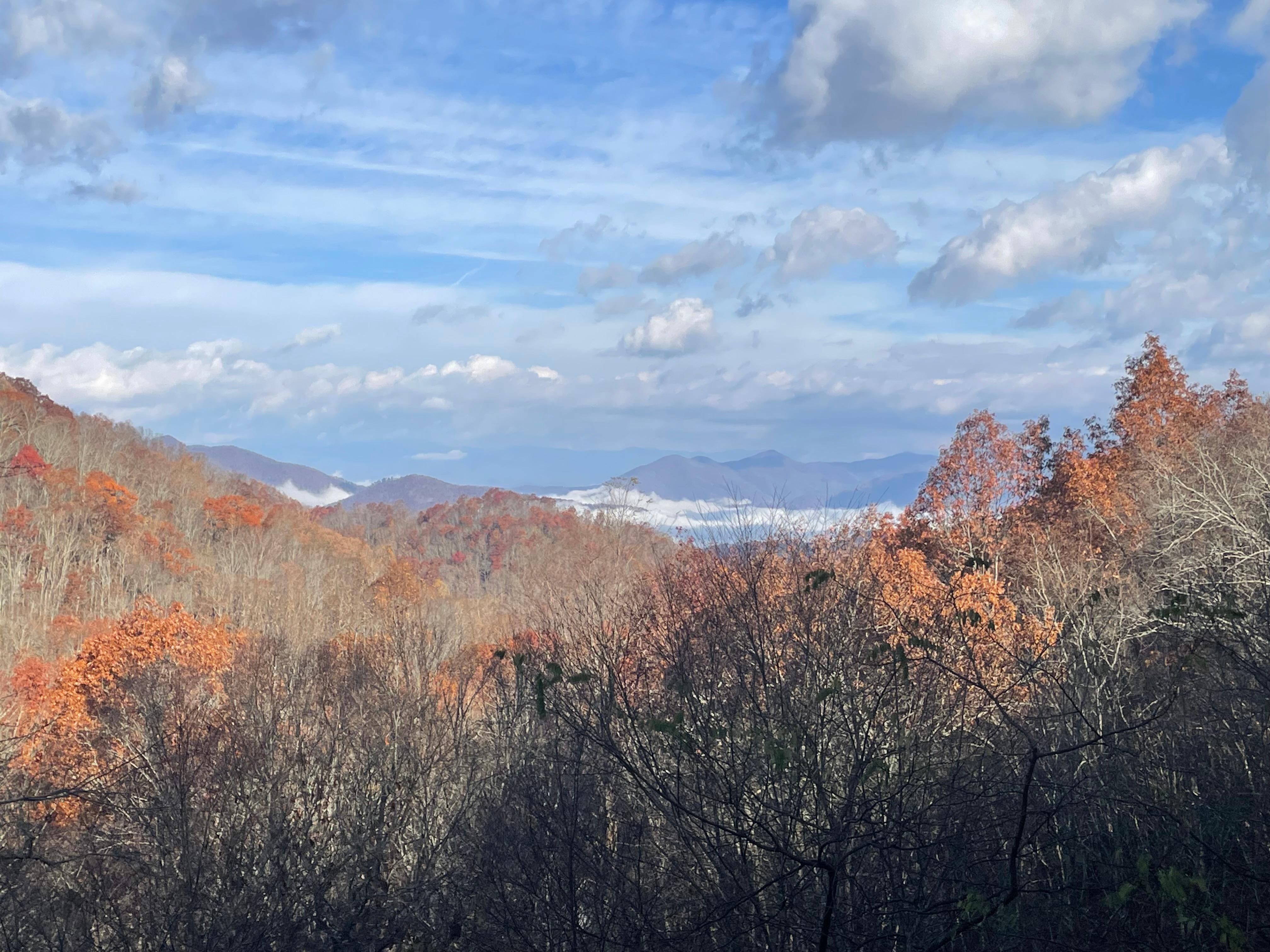 View from the back porch