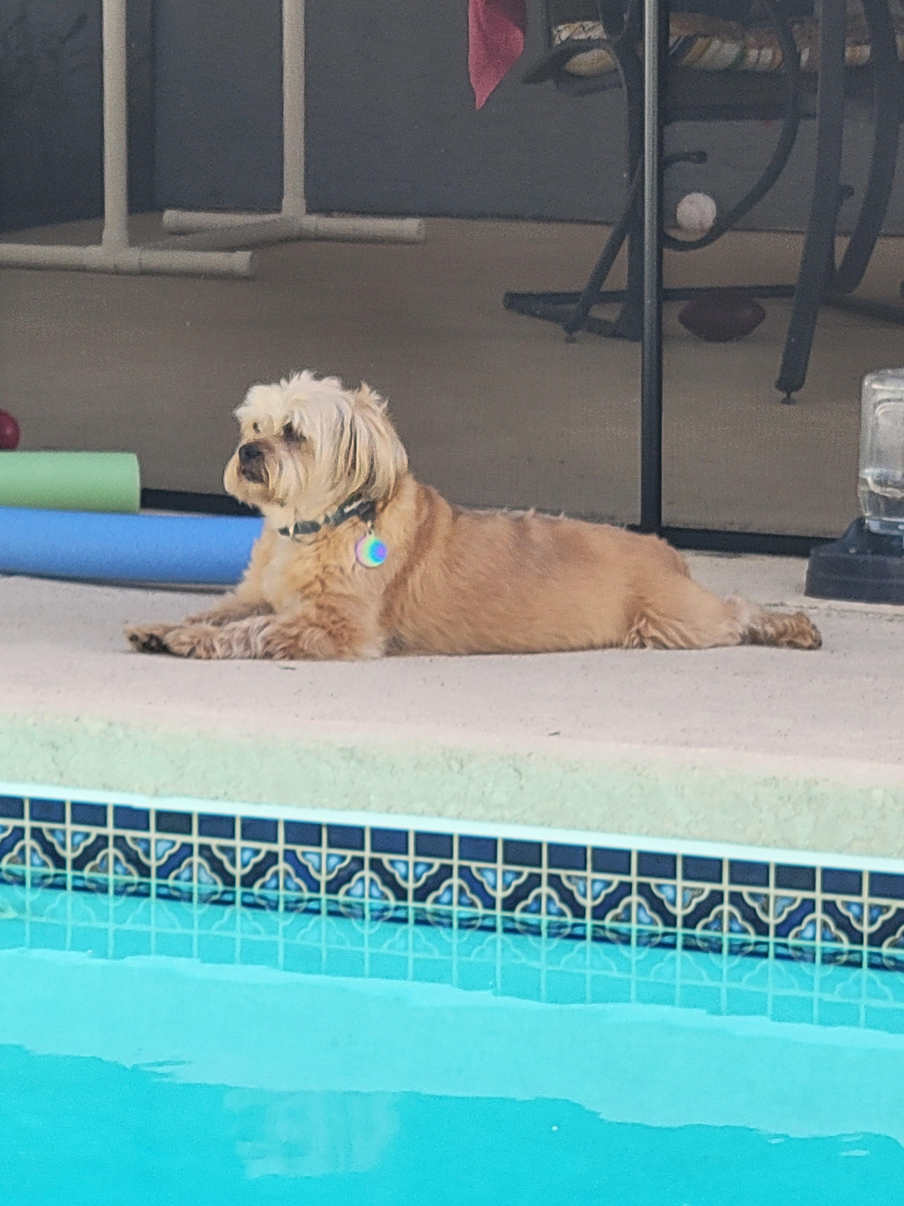 Mack watching for geckos 