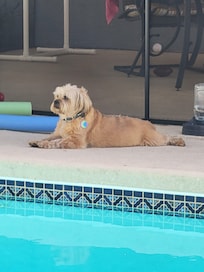 Mack watching for geckos