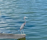 A daily visitor- Tricolor Heron
