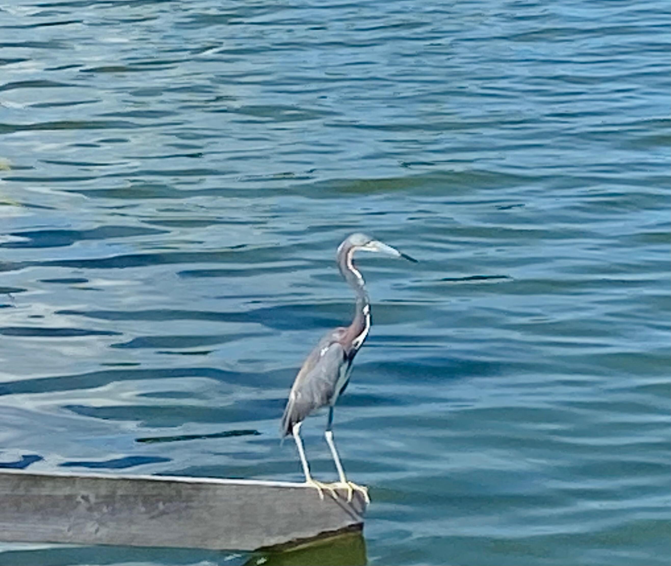 A daily visitor- Tricolor Heron