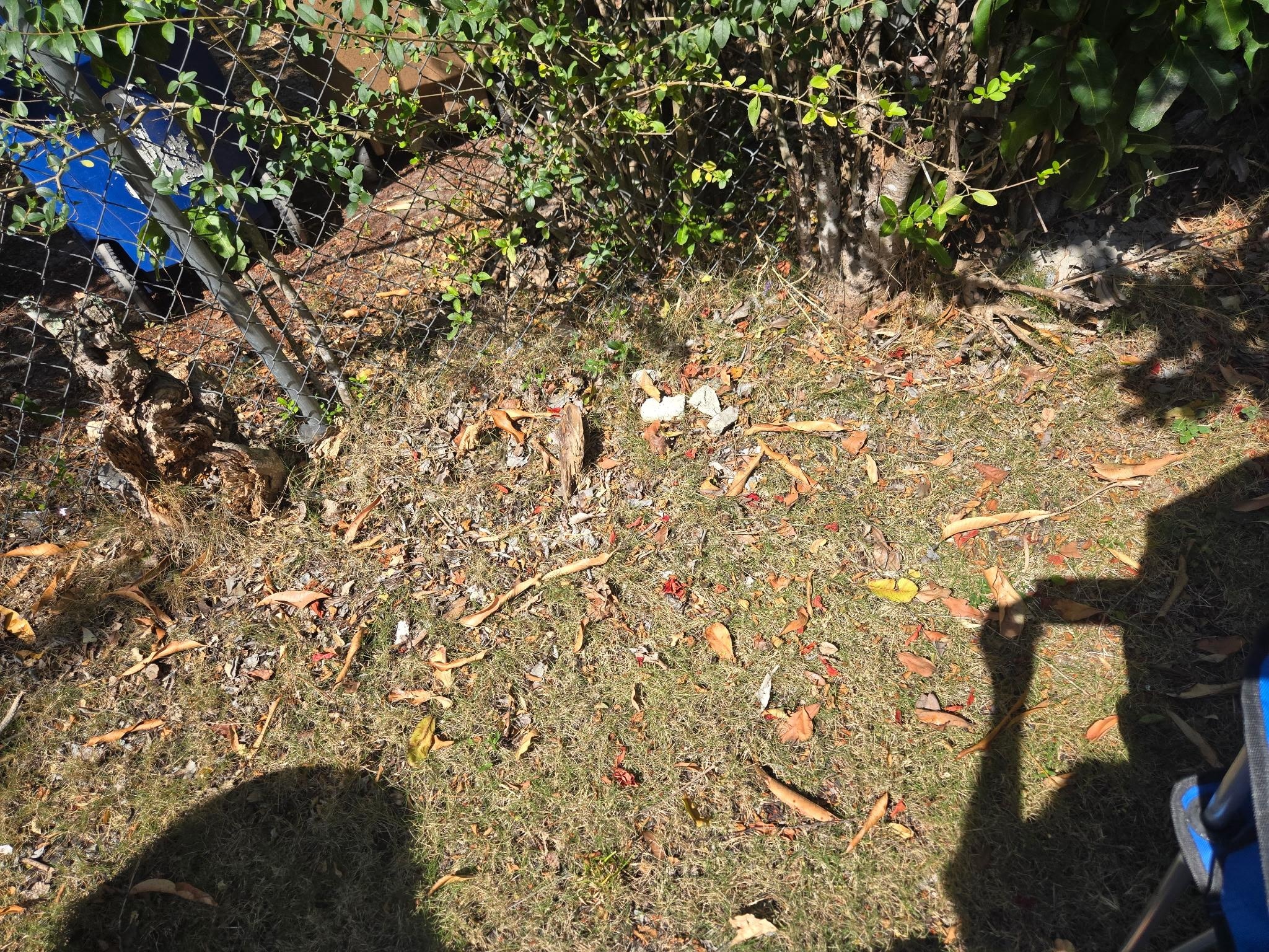 cement debris in yard