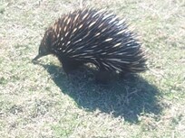 Visited us while we were having lunch