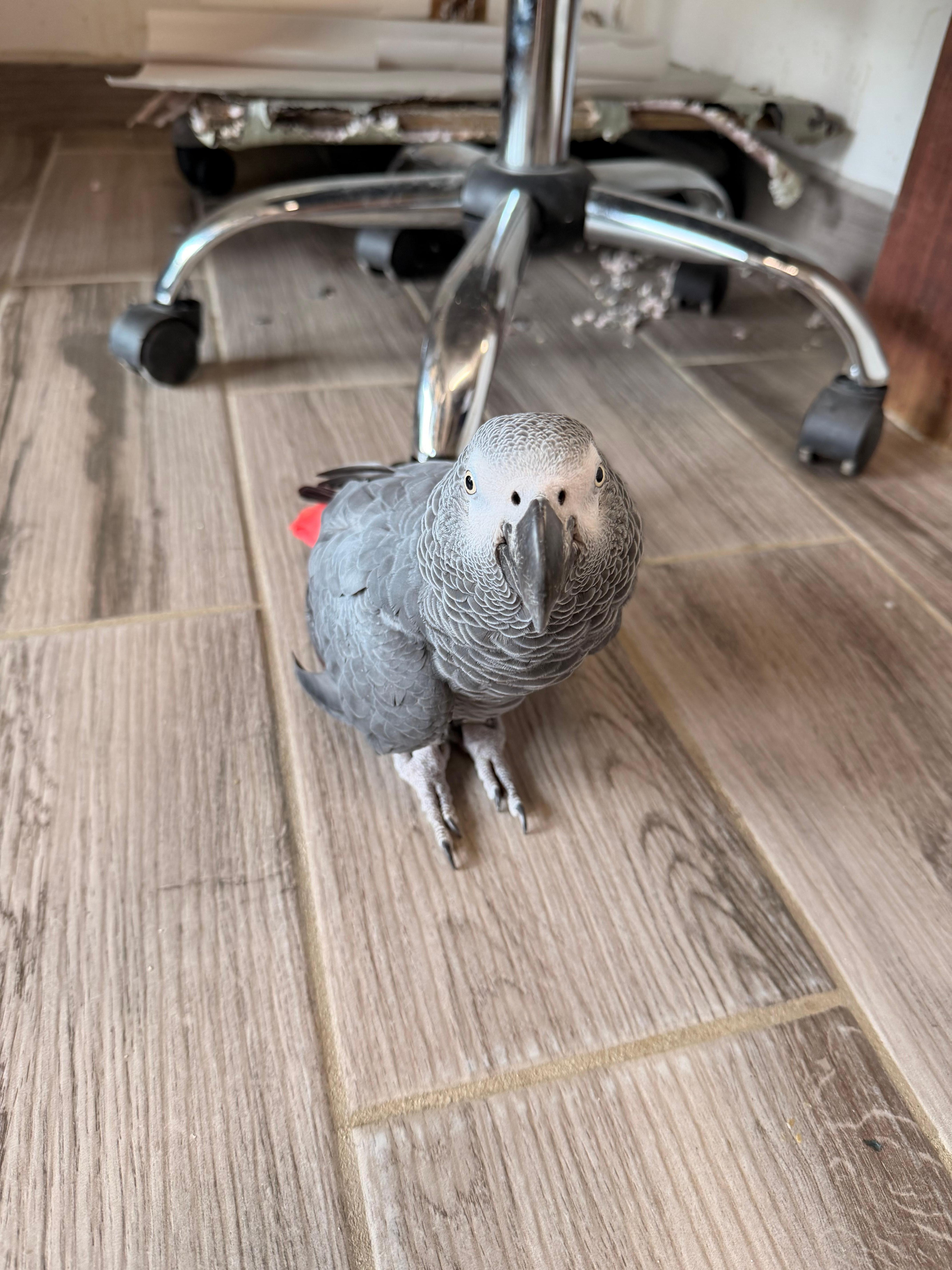 Rico the pet parrot!