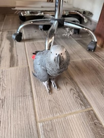 Rico the pet parrot!