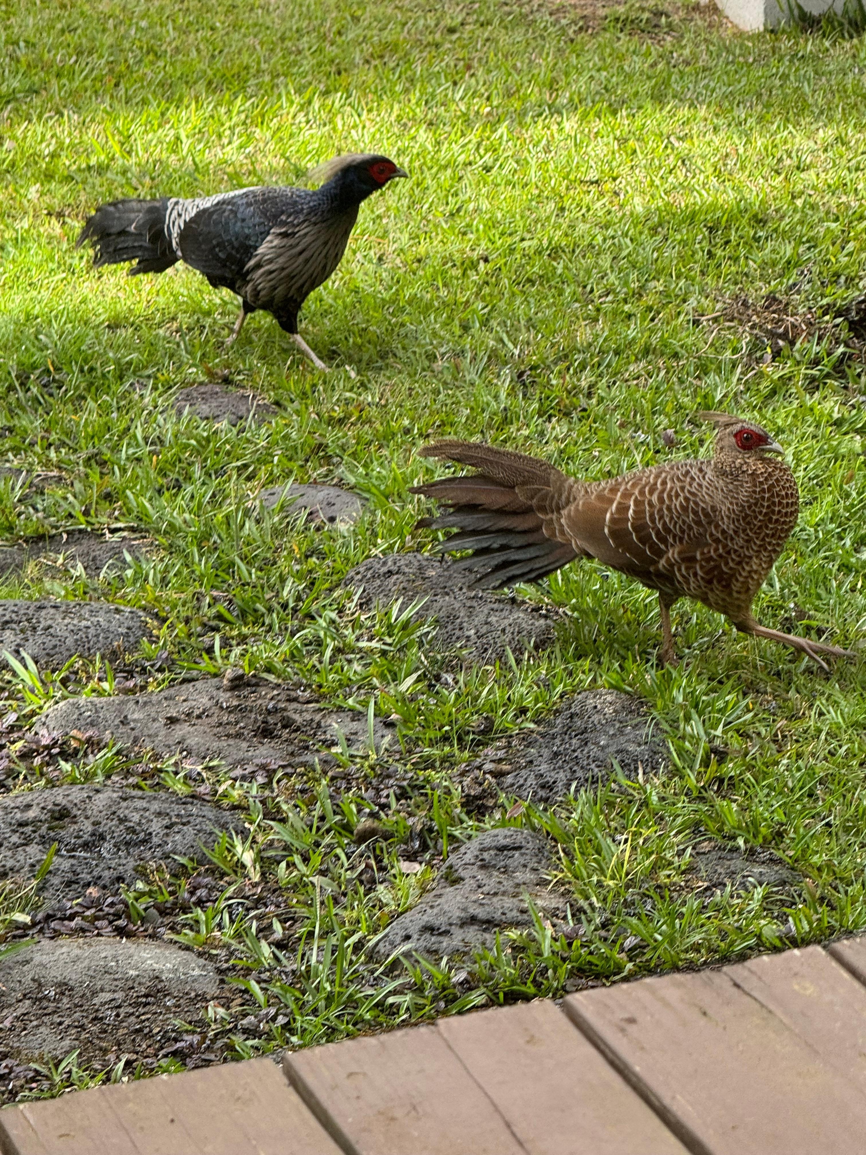 Pheasants roaming the yard while we were eating lunch on the deck