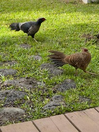 Pheasants roaming the yard while we were eating lunch on the deck