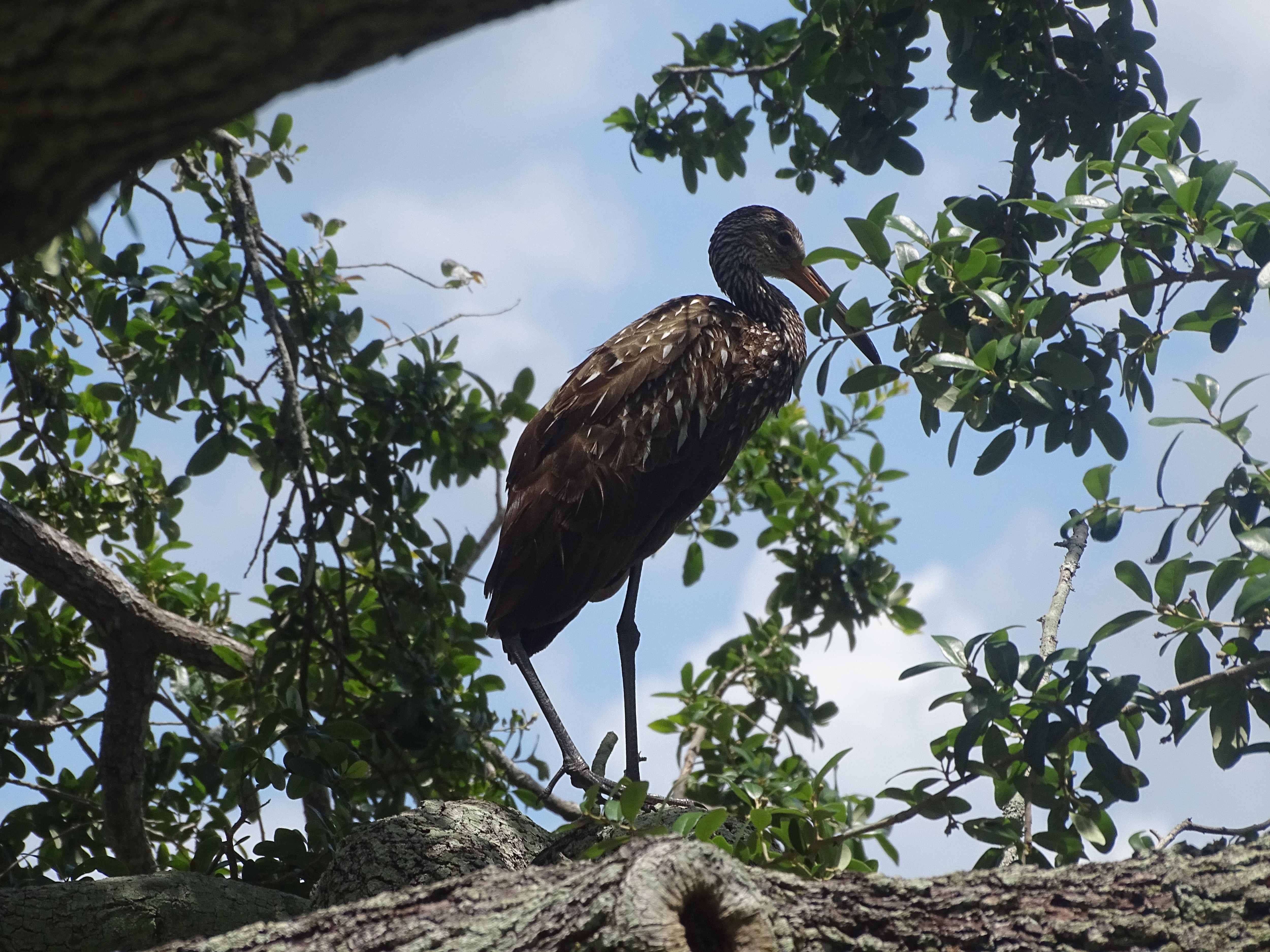 A regular visitor who we called Larry (Limkin)
