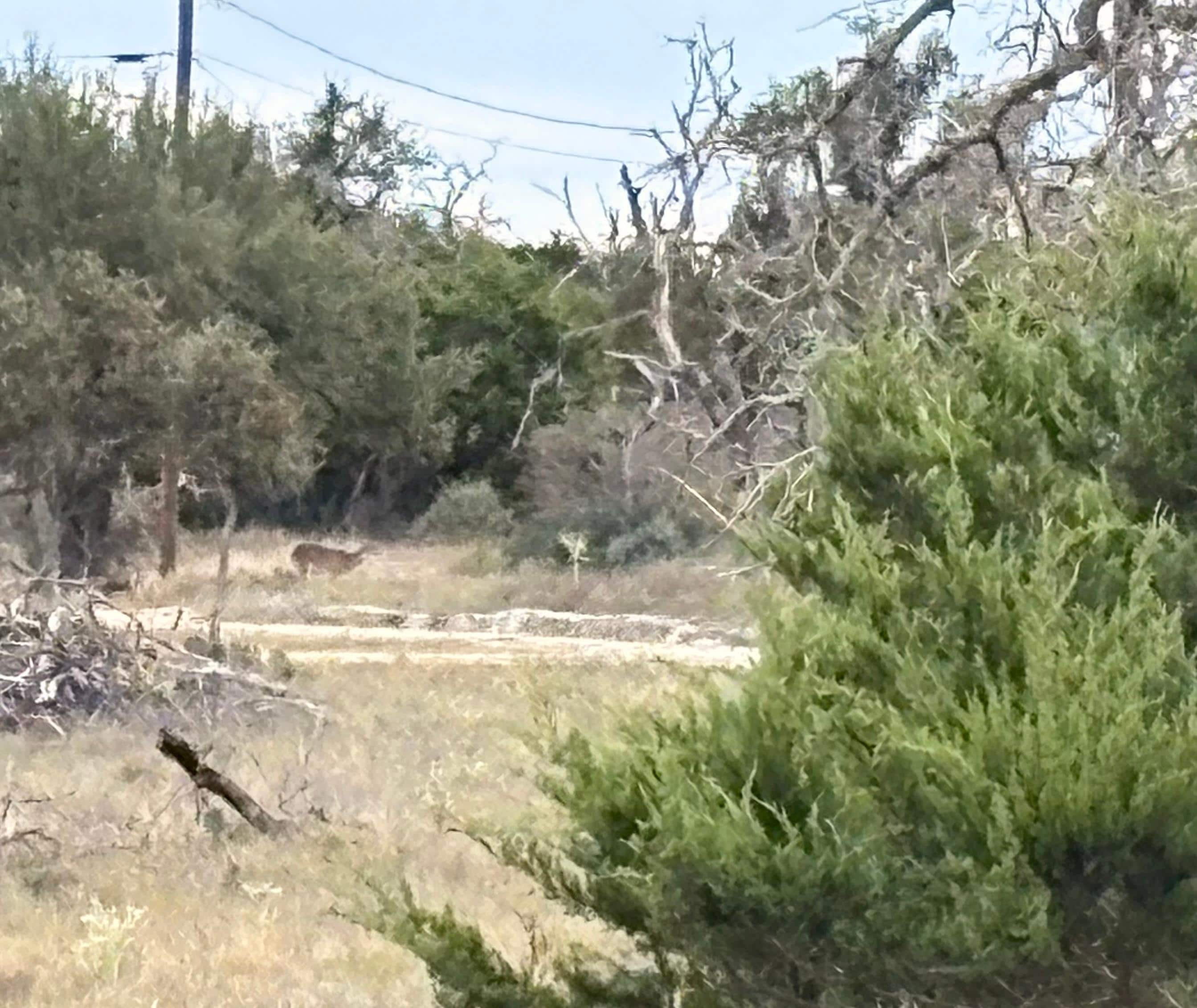 Deer next to the property. 