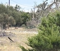 Deer next to the property.