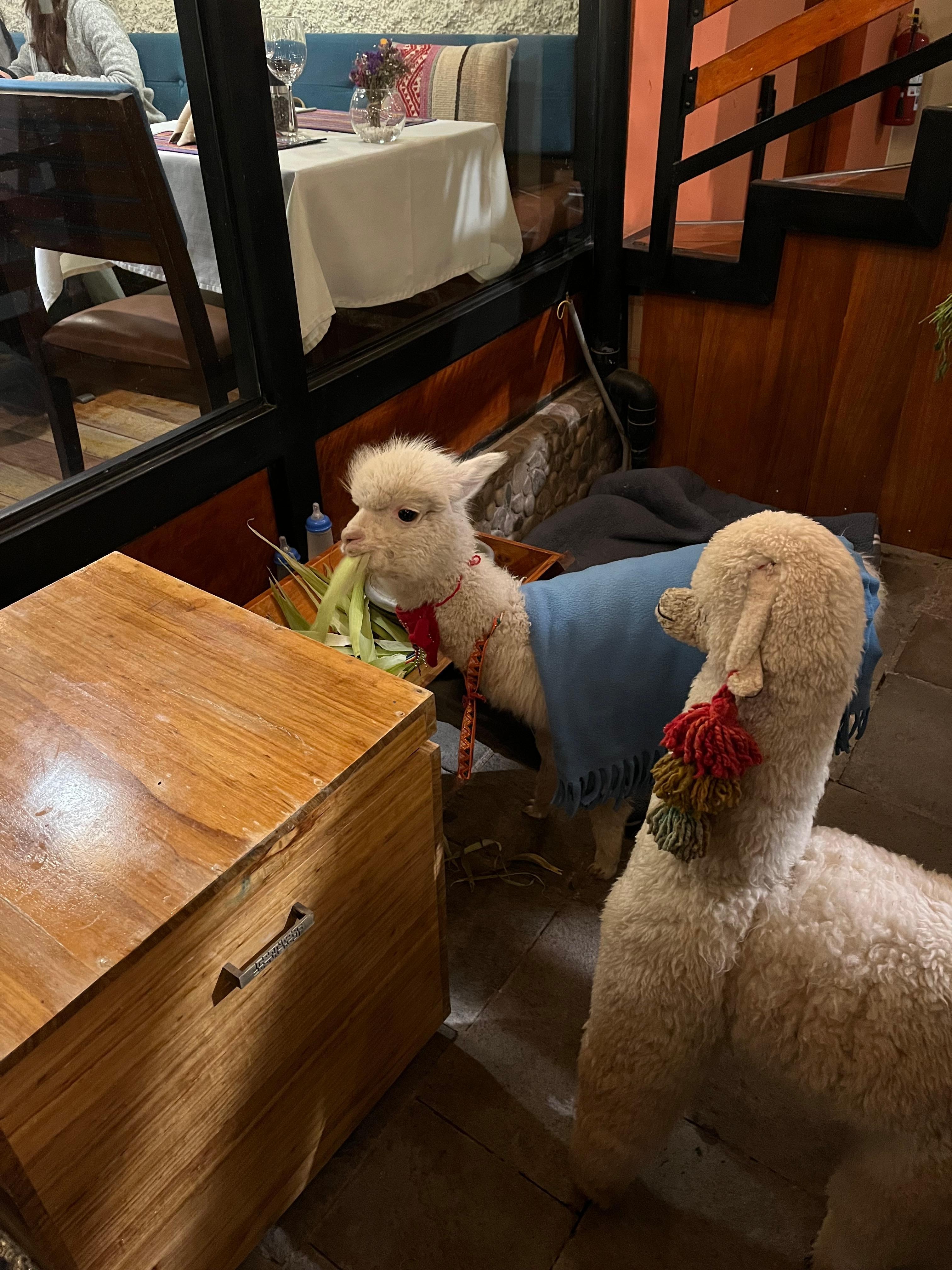 Kiki the Llama