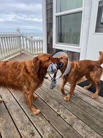 The dogs loved the deck and so did we.
