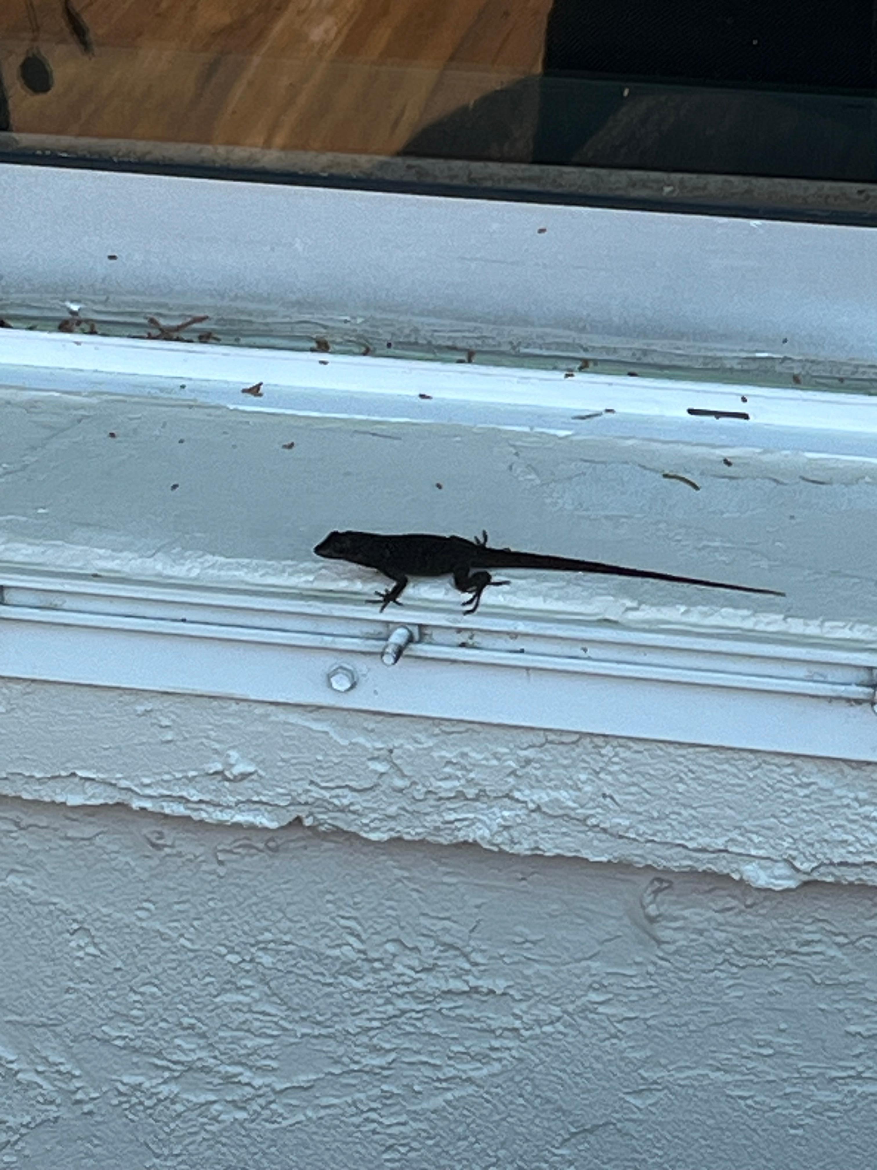 My friend, Mr Lizard.