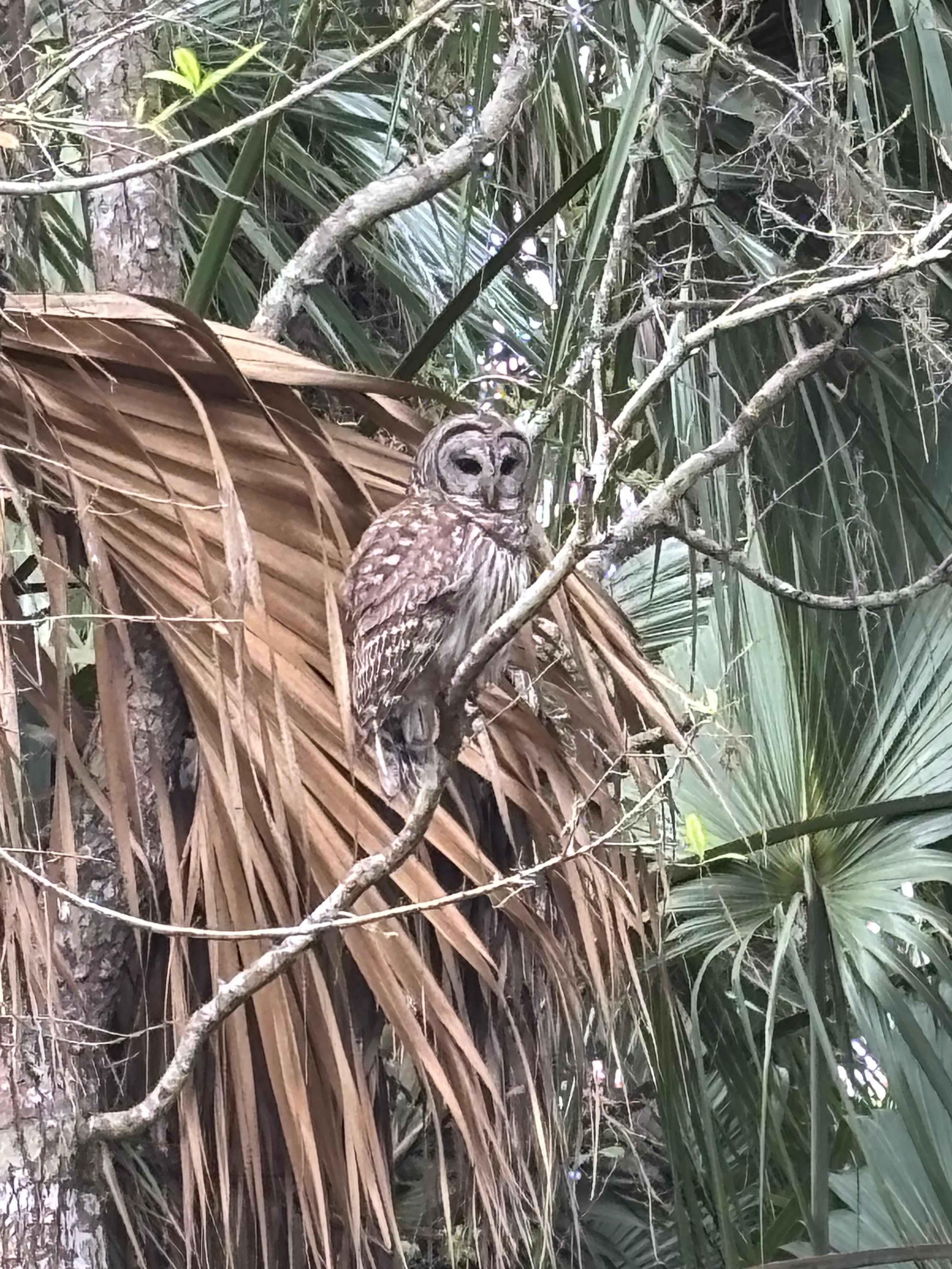 Beautiful owl on the way to the dock 