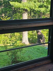The bear from the sun room