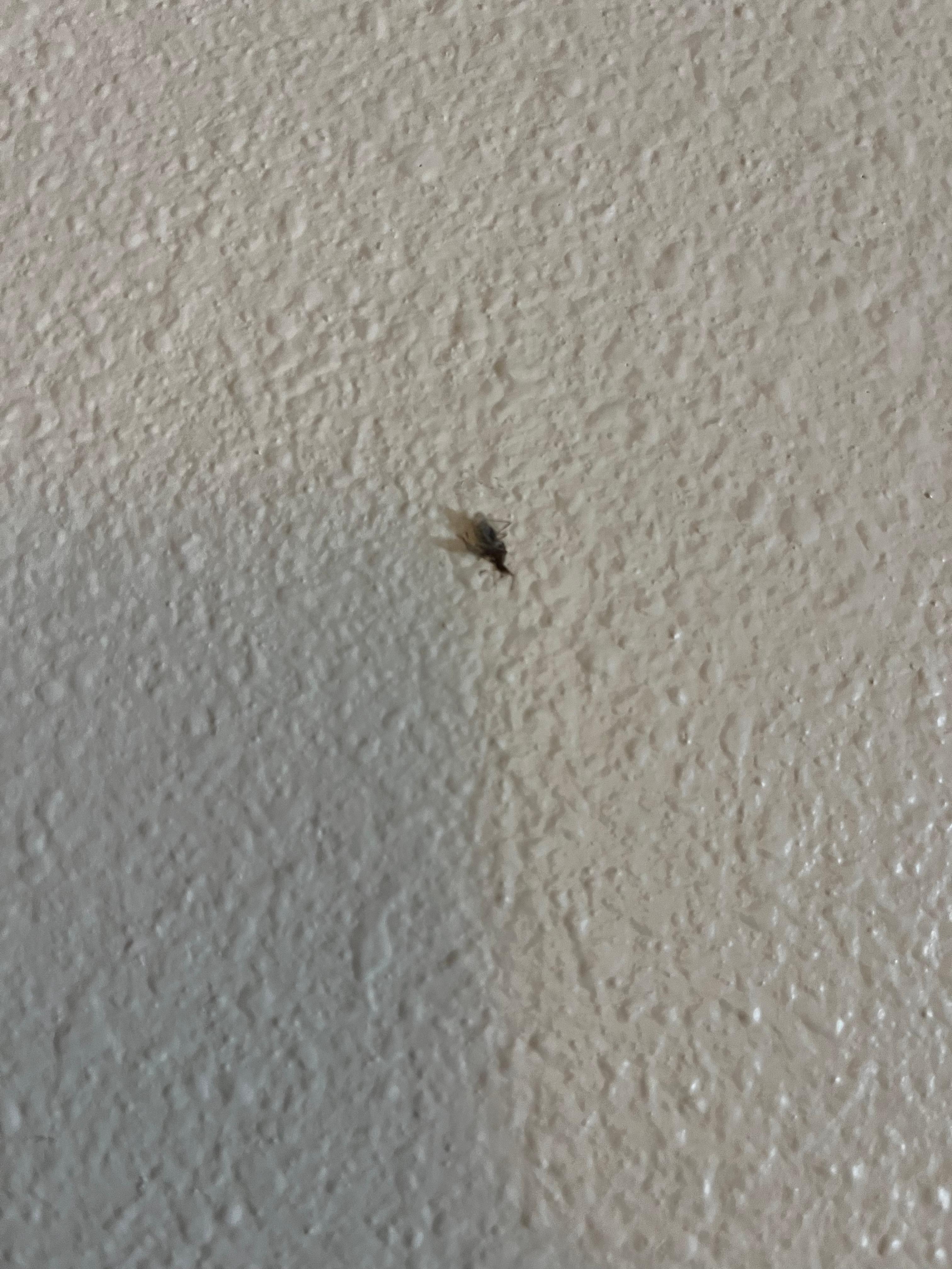 Dead fly
