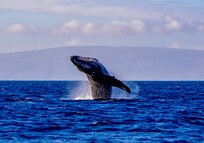 Whale watching activity