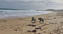 Our 2 hounds on West Beach