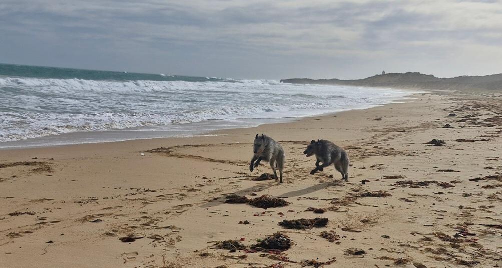 Our 2 hounds on West Beach