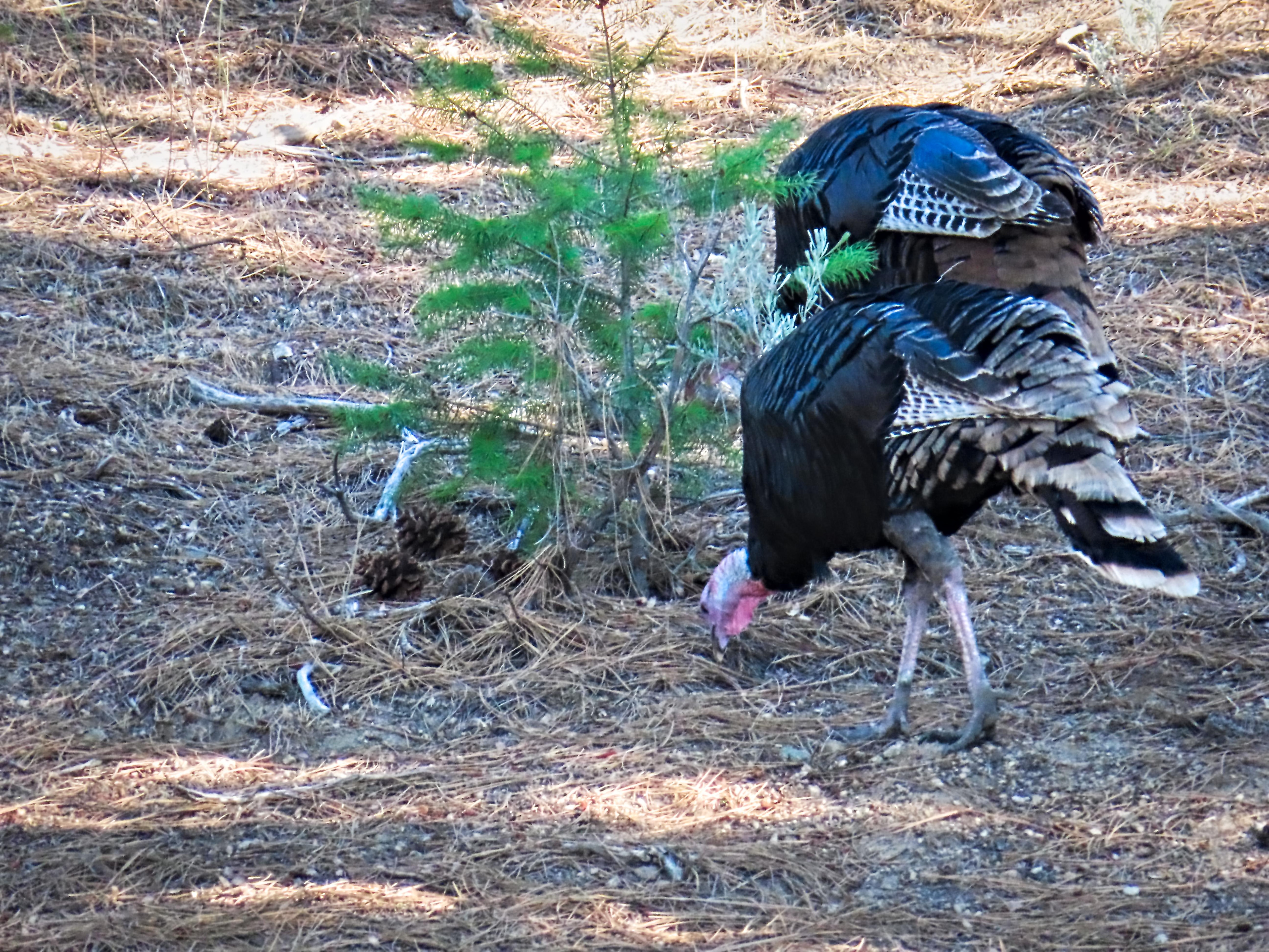 Wild Turkeys