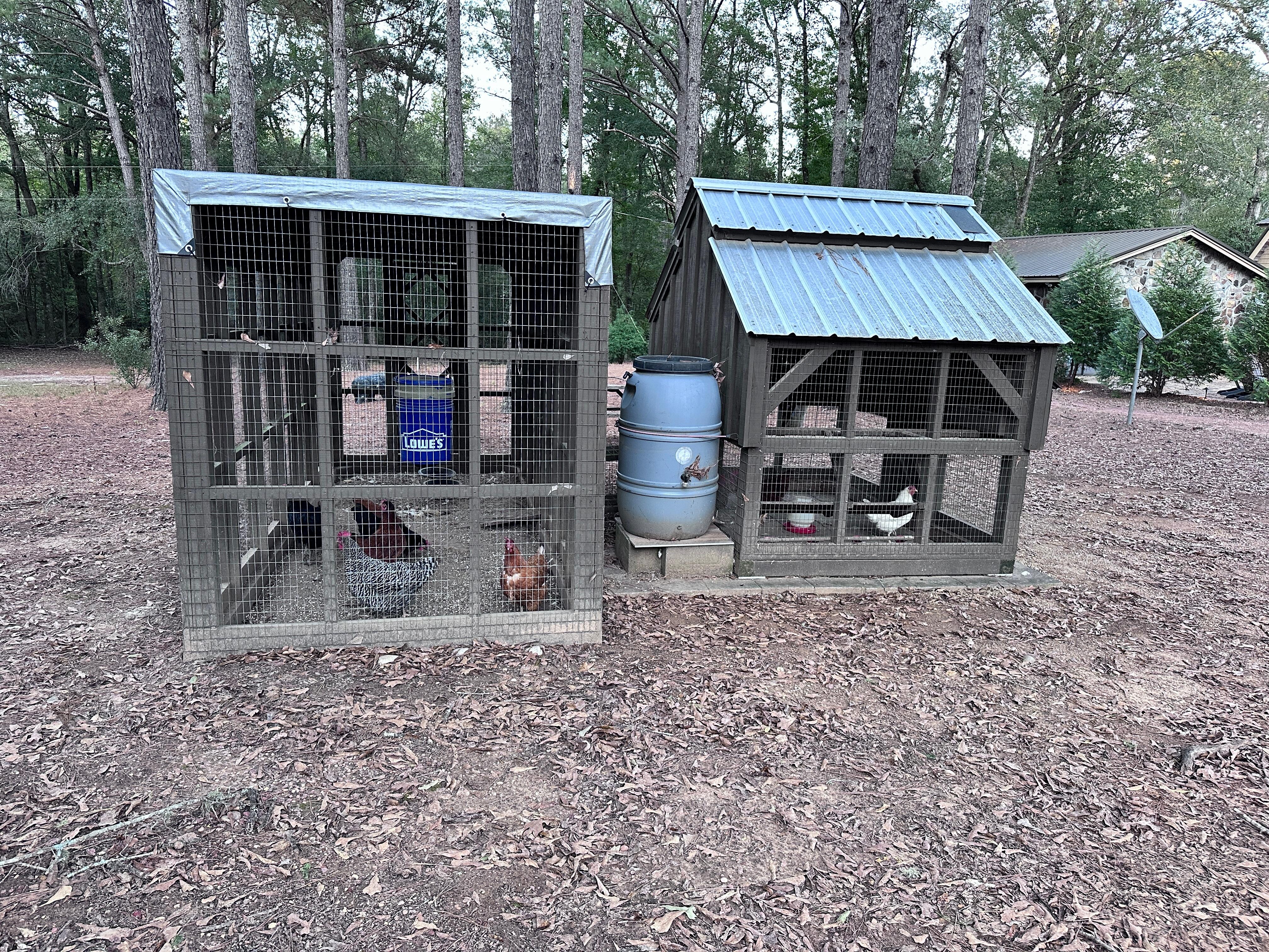 Chickens with fresh eggs. A fun surprise. 