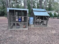 Chickens with fresh eggs. A fun surprise.