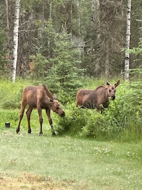 Baby Moose