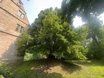 Alte Gerichtslinde
