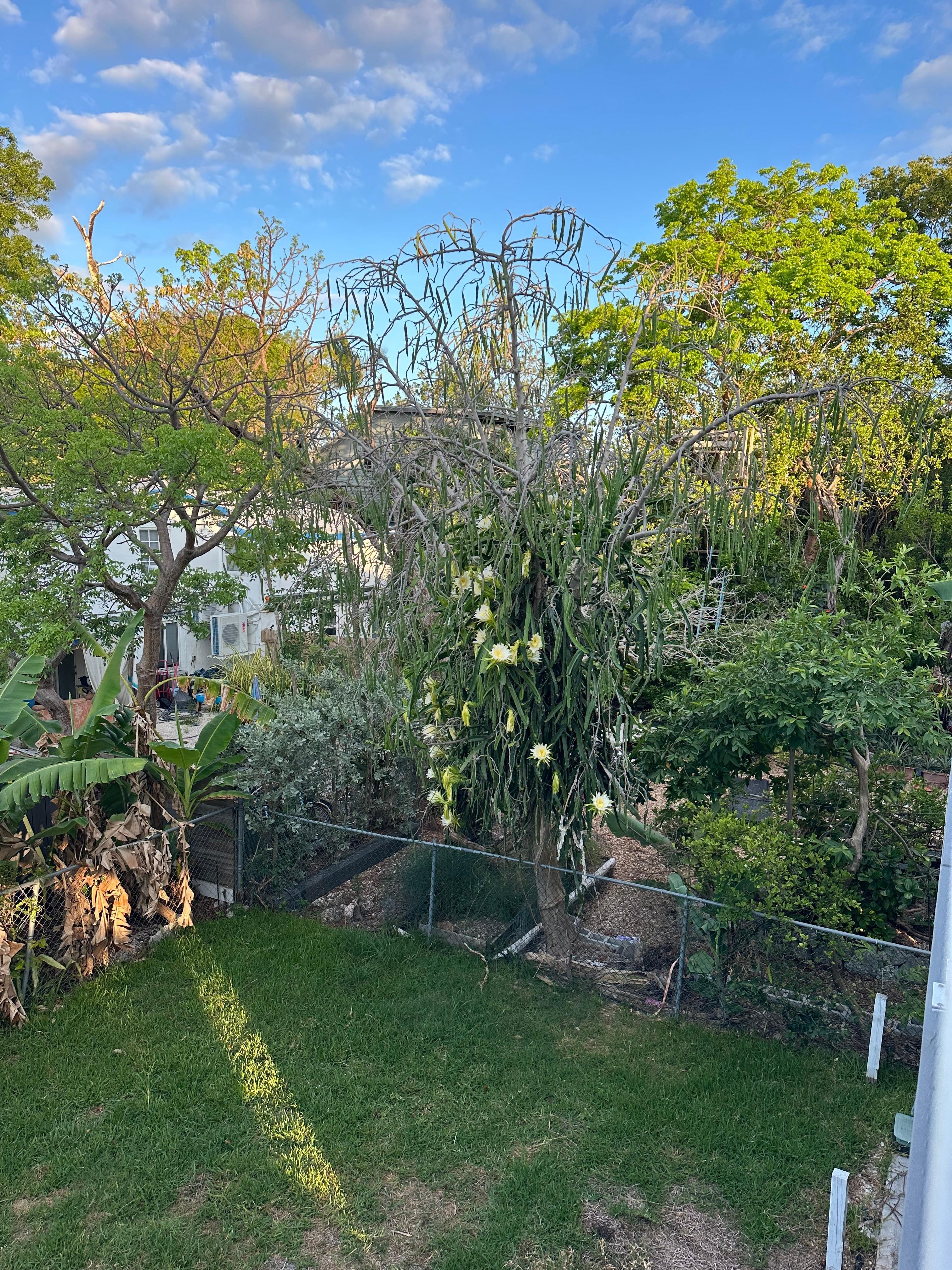 The cactus tree bloomed while there and the mango tree was so cool to have on property as well. 