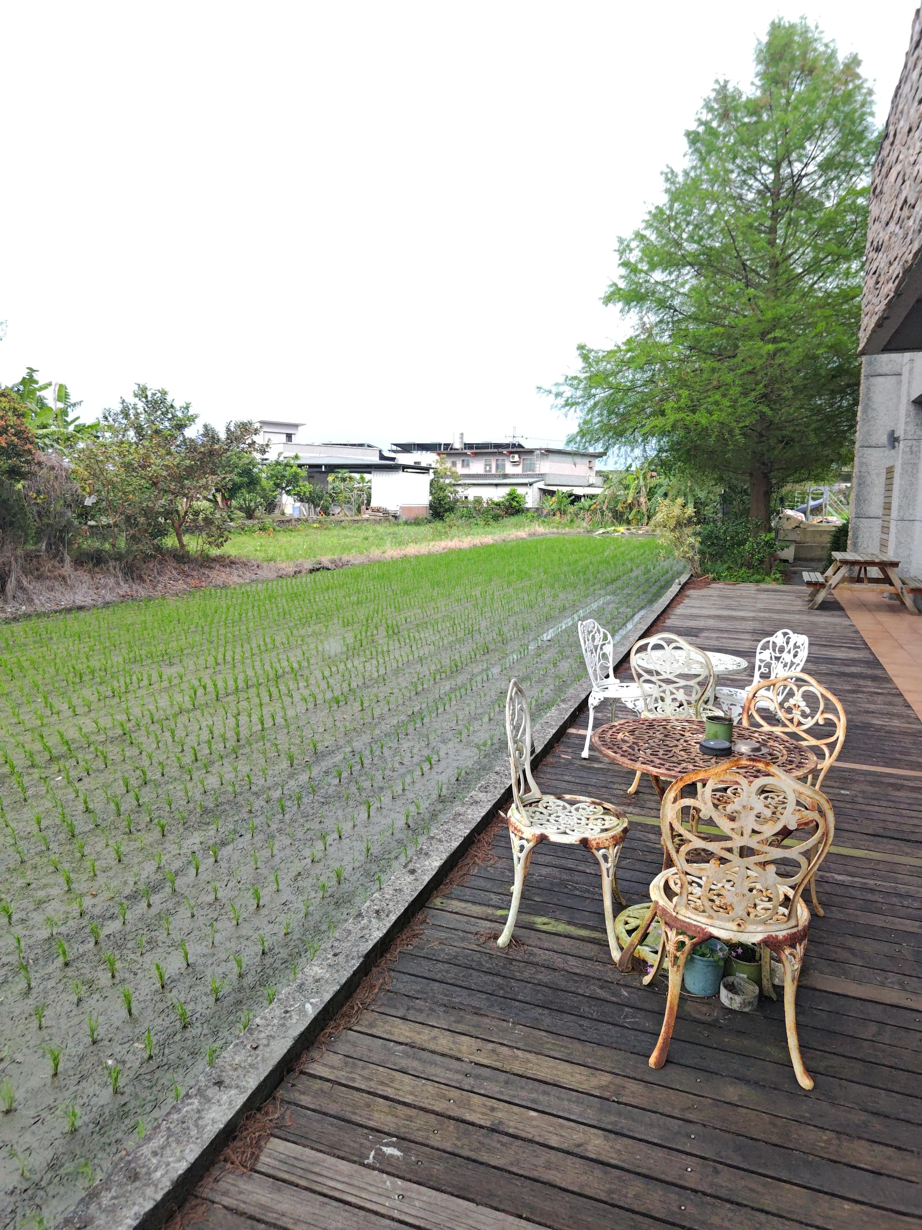 旁邊就是水稻田