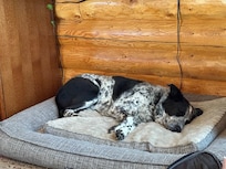 Tired dogs