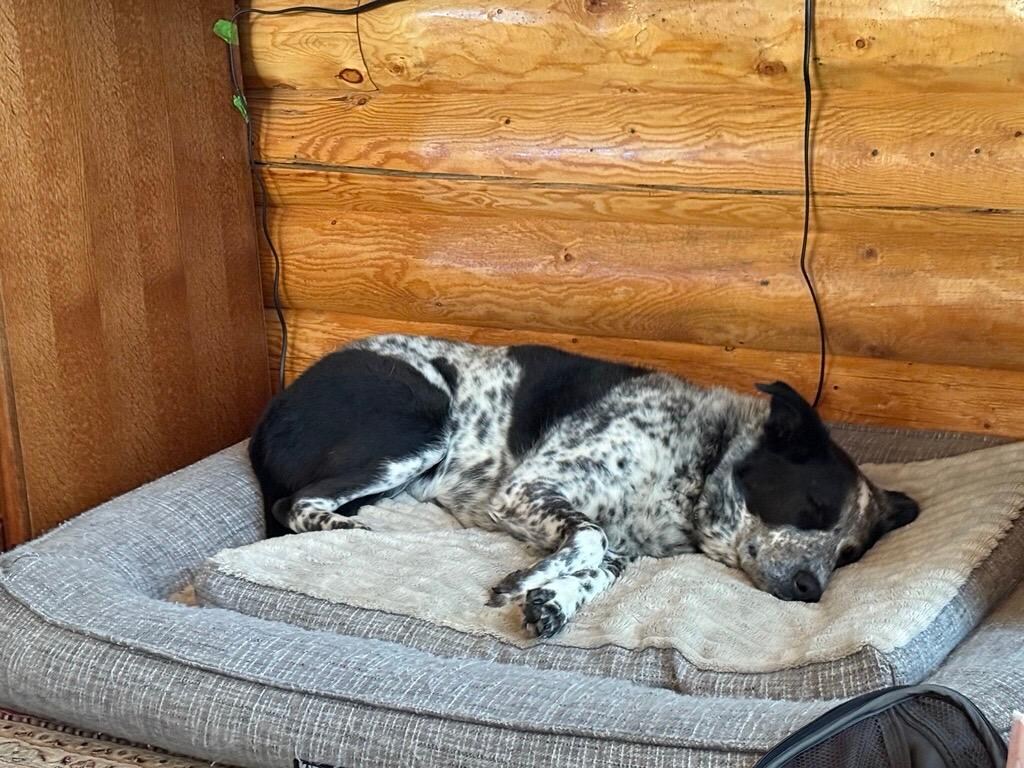 Tired dogs