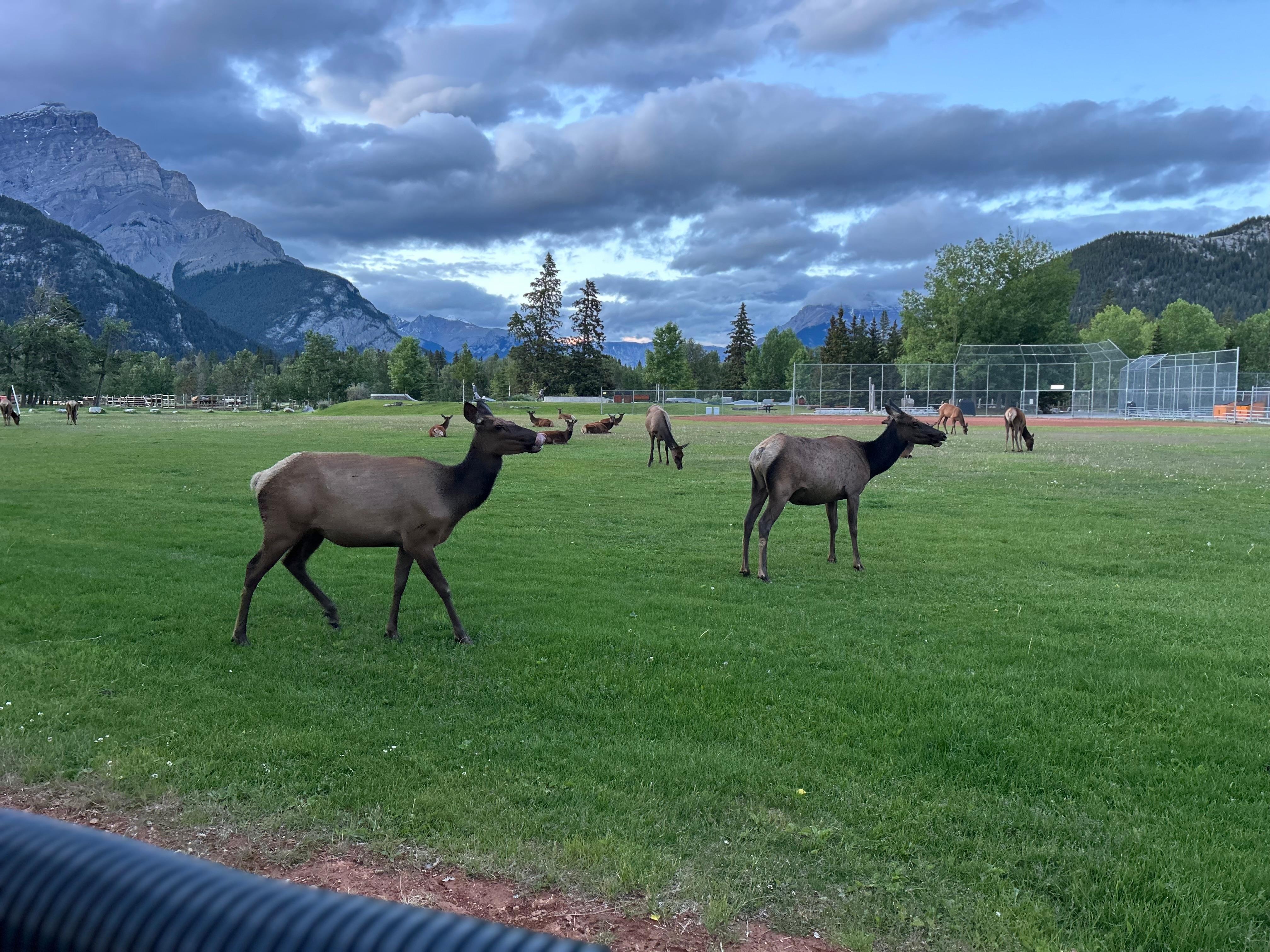 Looking for wildlife in Banff. Head to the sports field after 9:30 pm. 