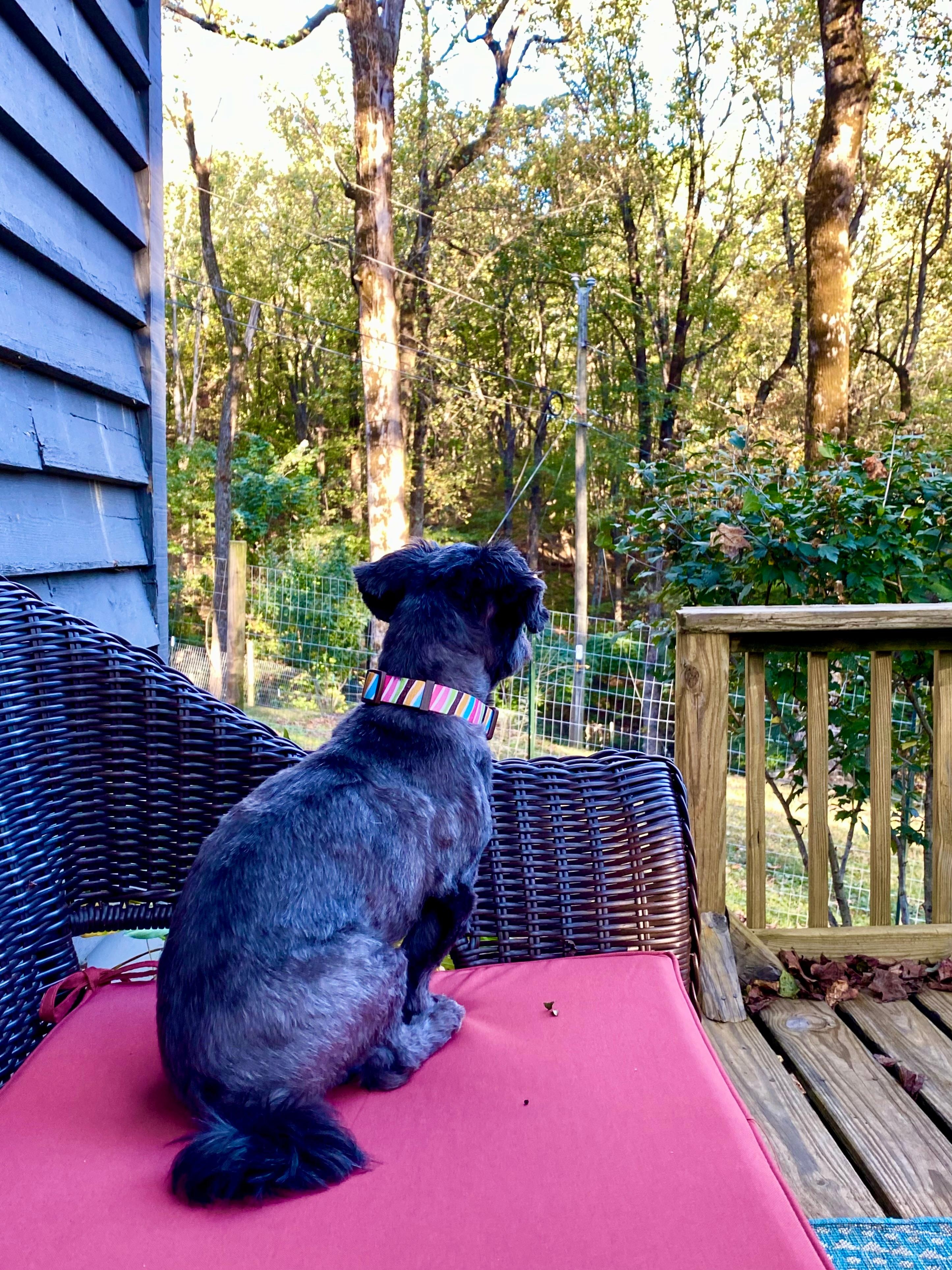 my dog had as much fun as I did, since it was safe for him to be off leash at the cabin