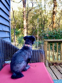 my dog had as much fun as I did, since it was safe for him to be off leash at the cabin