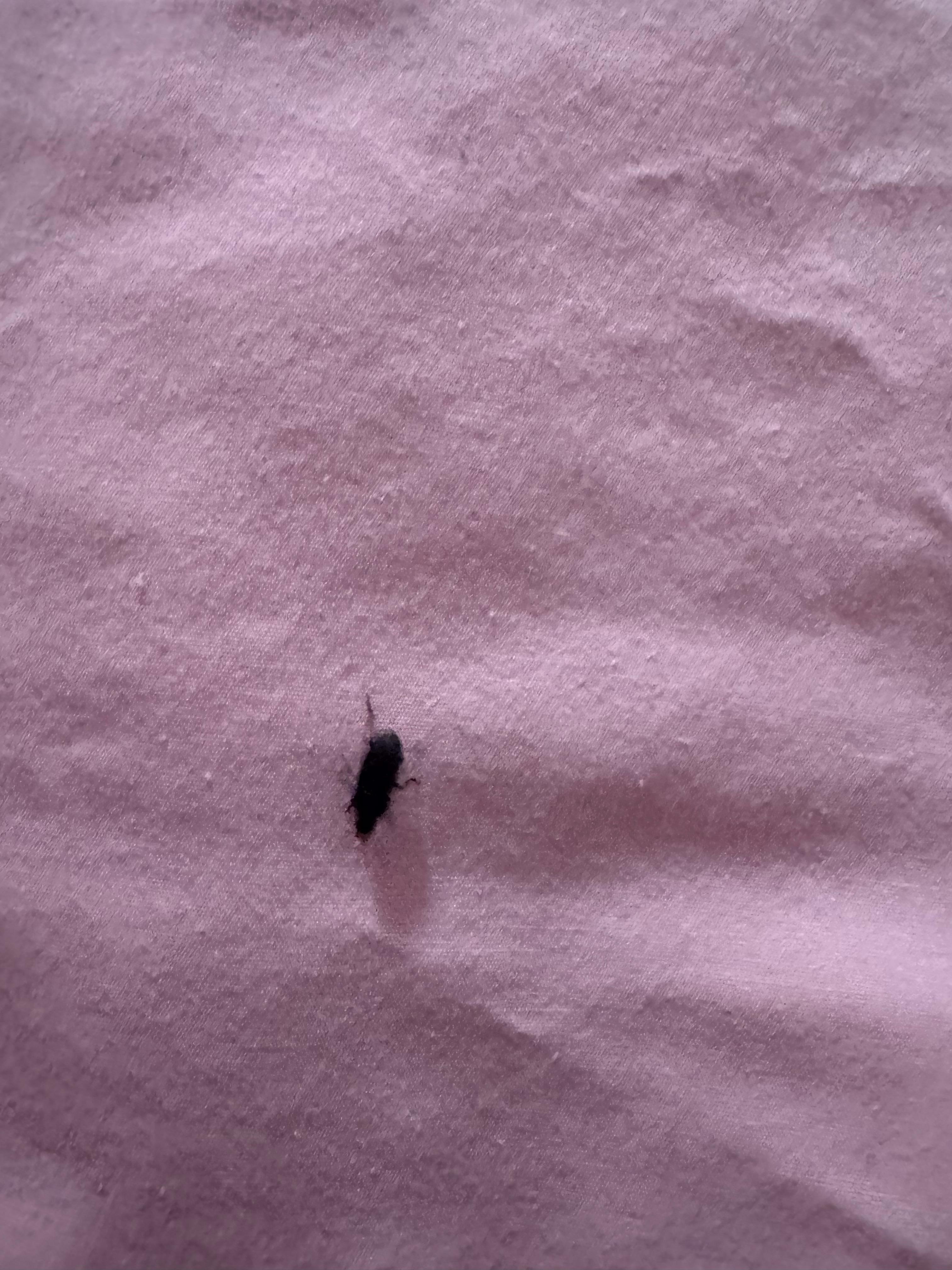 Bug in bed on sheets