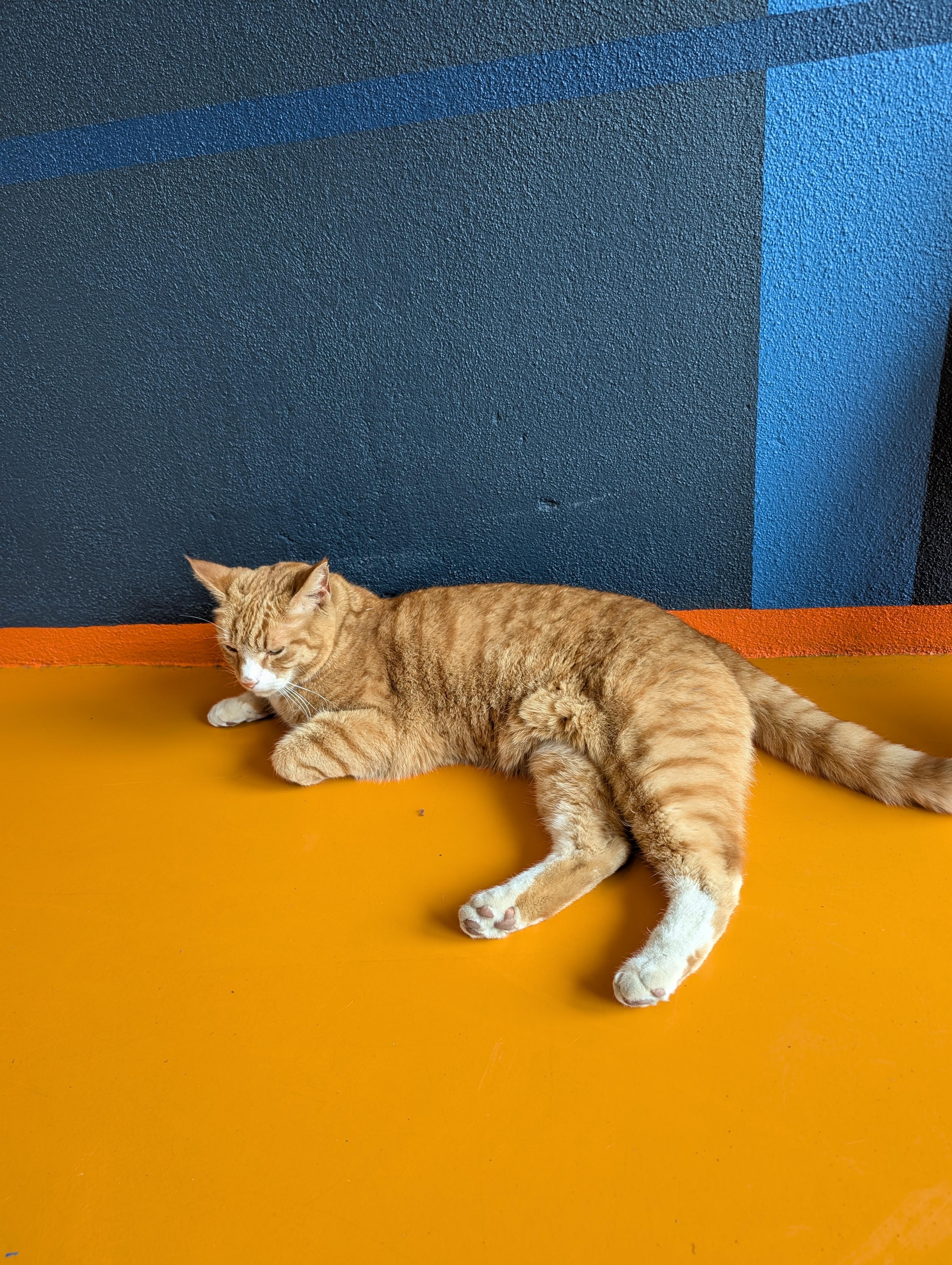 Resident cat